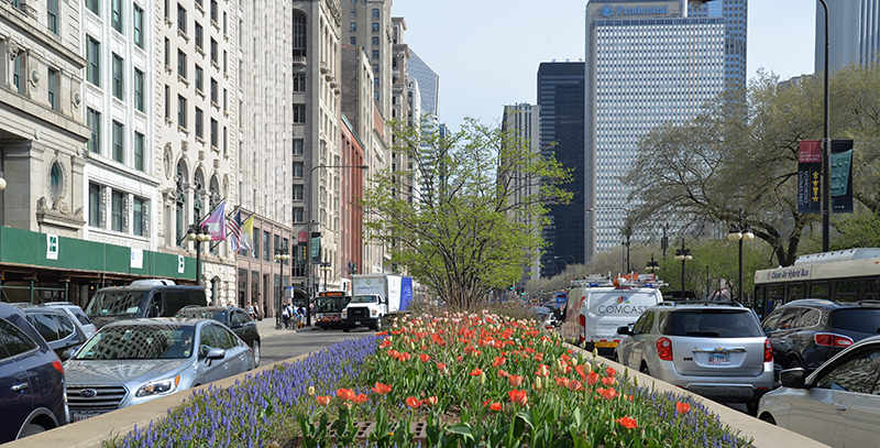Planted by the Chicago Department of Transportation, tulip flowers can be seen in the street medians throughout the city.